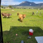 Cows and mountains