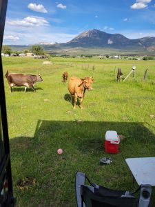 Cows and mountains