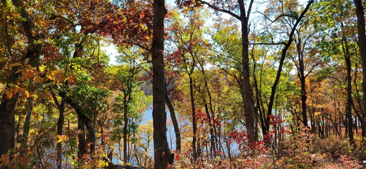 trees in fall