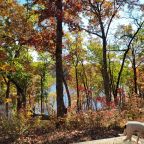 trees in fall