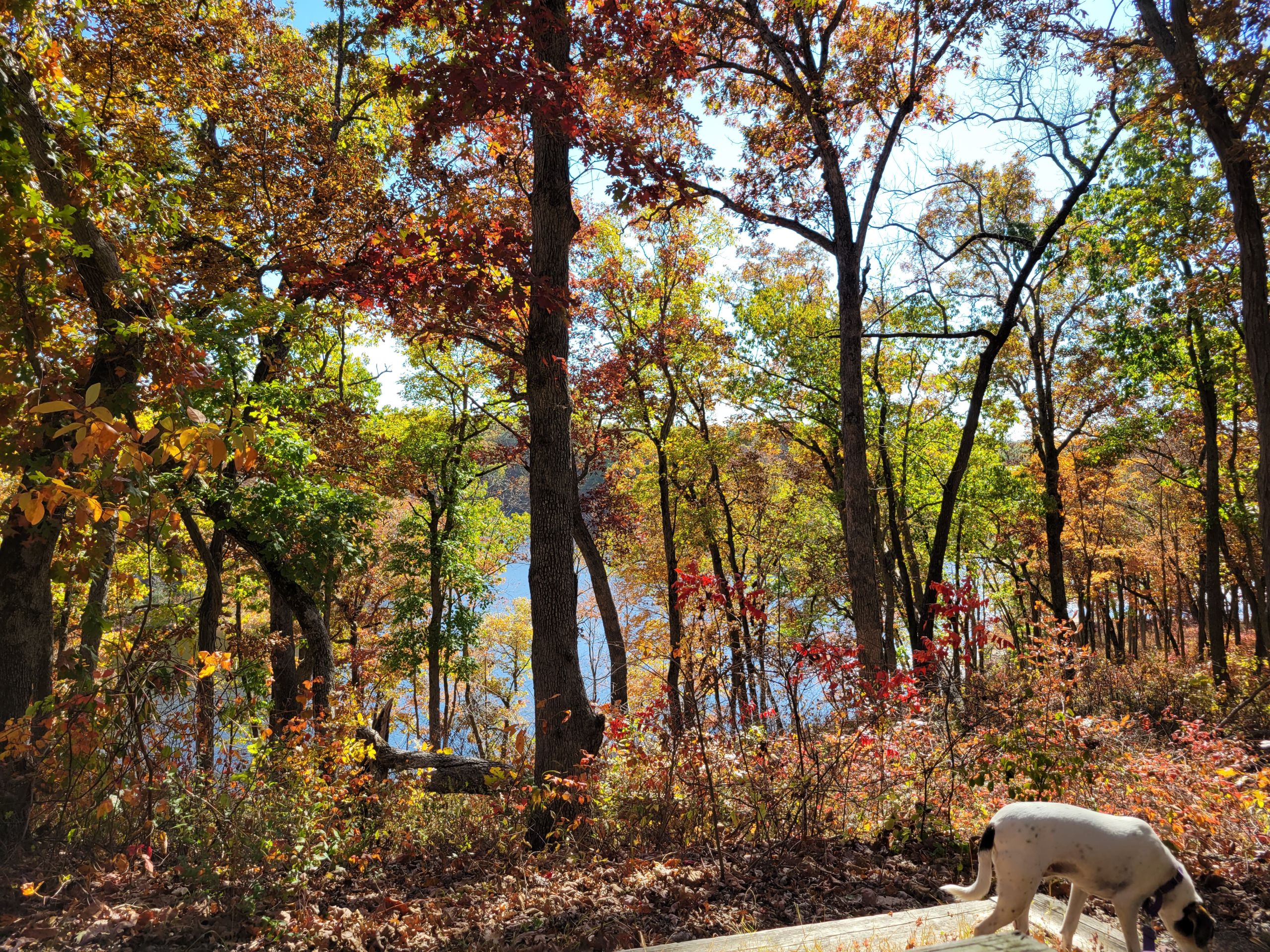 trees in fall