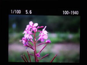 Fireweed - pink flower with purple stem